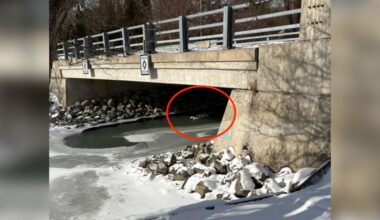 Rescuers Rush To Help Dumped 'Angels' Shivering Together Under Bridge