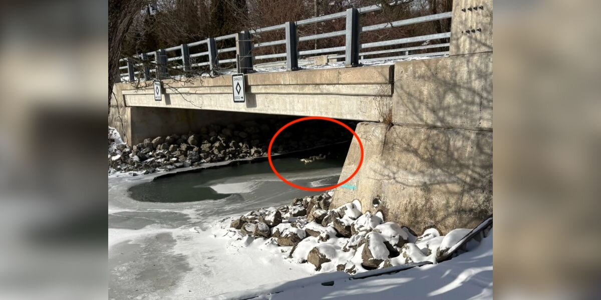 Rescuers Rush To Help Dumped 'Angels' Shivering Together Under Bridge