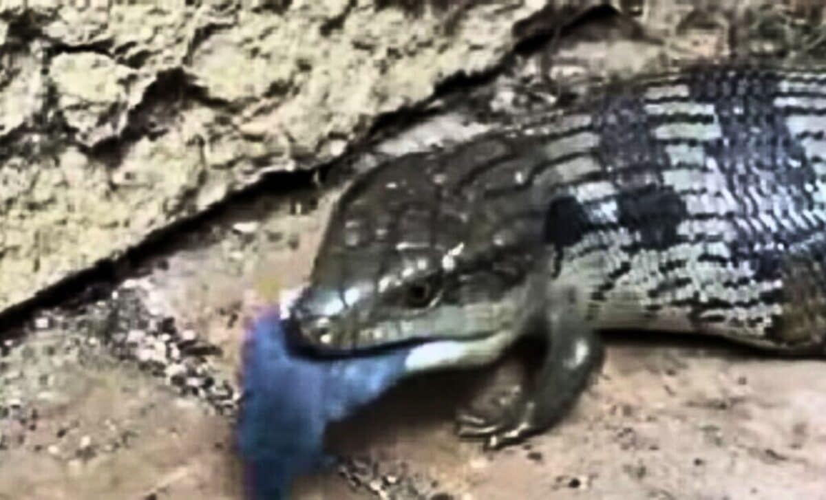 Ct Scans Of An Ancient Skull Reveal A Surprising Twist In Early Animal Evolution