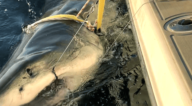 1,700-pound great white shark named Contender spotted off North Carolina coast