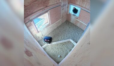 The Peregrine Fund celebrates two new California Condor eggs laid in Boise