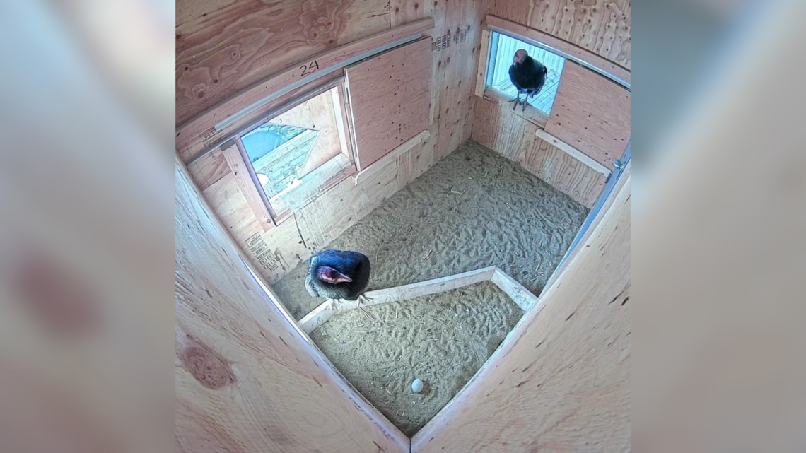 The Peregrine Fund celebrates two new California Condor eggs laid in Boise
