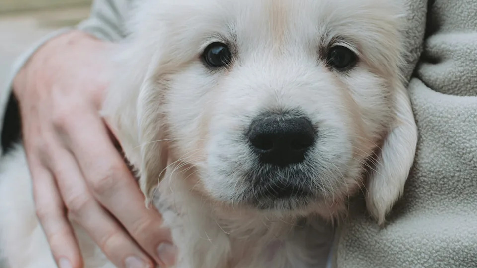 Closeup of an English Cream Golden Retriever puppy looking into the camera.Image via Unsplash