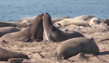 Elephant seals at Año Nuevo State Park test positive for avian flu