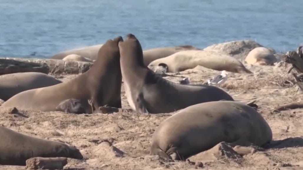 Elephant seals at Año Nuevo State Park test positive for avian flu