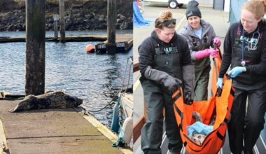 Harbor seal found shot in face, veterinarians work to rehabilitate