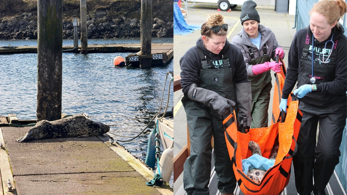 Harbor seal found shot in face, veterinarians work to rehabilitate