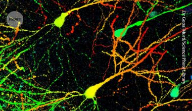 Exercise rewires the brain — boosting the body’s endurance