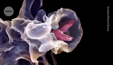 ‘Universal vaccine’ protects mice against multiple pathogens