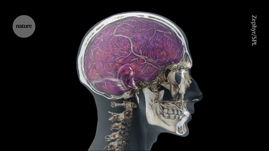 How ‘skull drains’ keep the brain safe from damage and pathogens