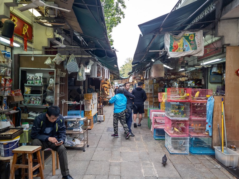 People walk between crowded stalls displaying birds in stacked cages.