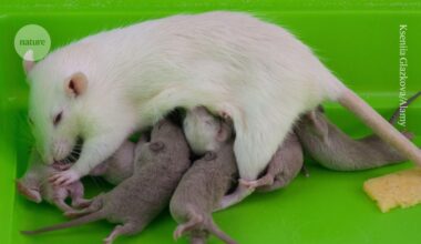 Health effects linger 20 generations after rats are exposed to fungicide