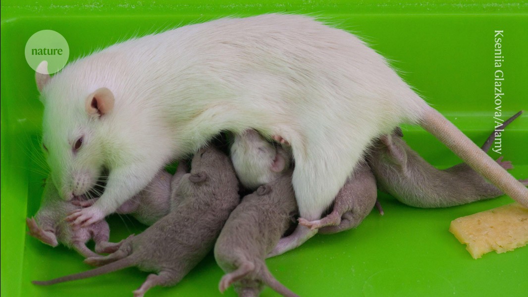 Health effects linger 20 generations after rats are exposed to fungicide