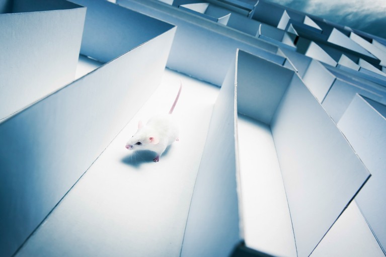 Close up view a of single white mouse running inside a maze.