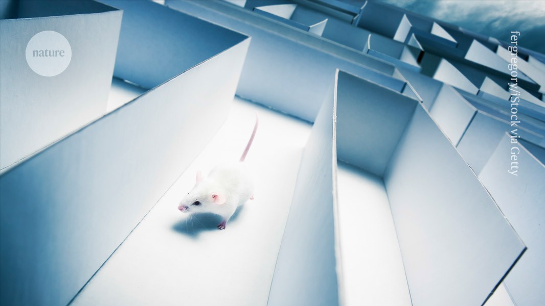 This compound enhances long-term memory of mice — but only in females