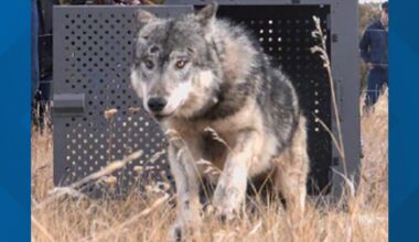 Gray wolf dies during capture operations in Routt County
