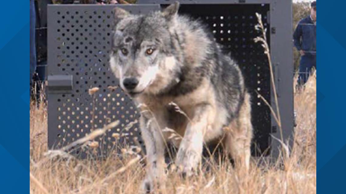 Gray wolf dies during capture operations in Routt County