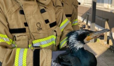 Injured seabird desperately pecks at hospital door for help :: WRAL.com