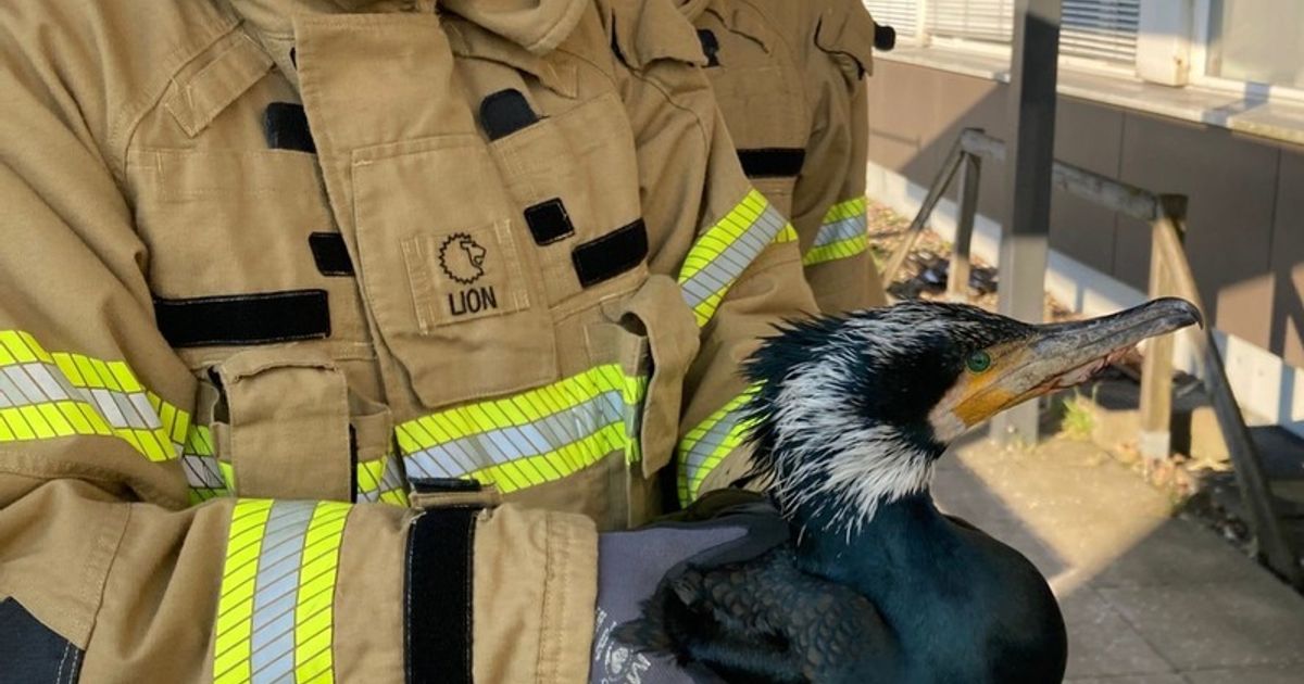 Injured seabird desperately pecks at hospital door for help :: WRAL.com