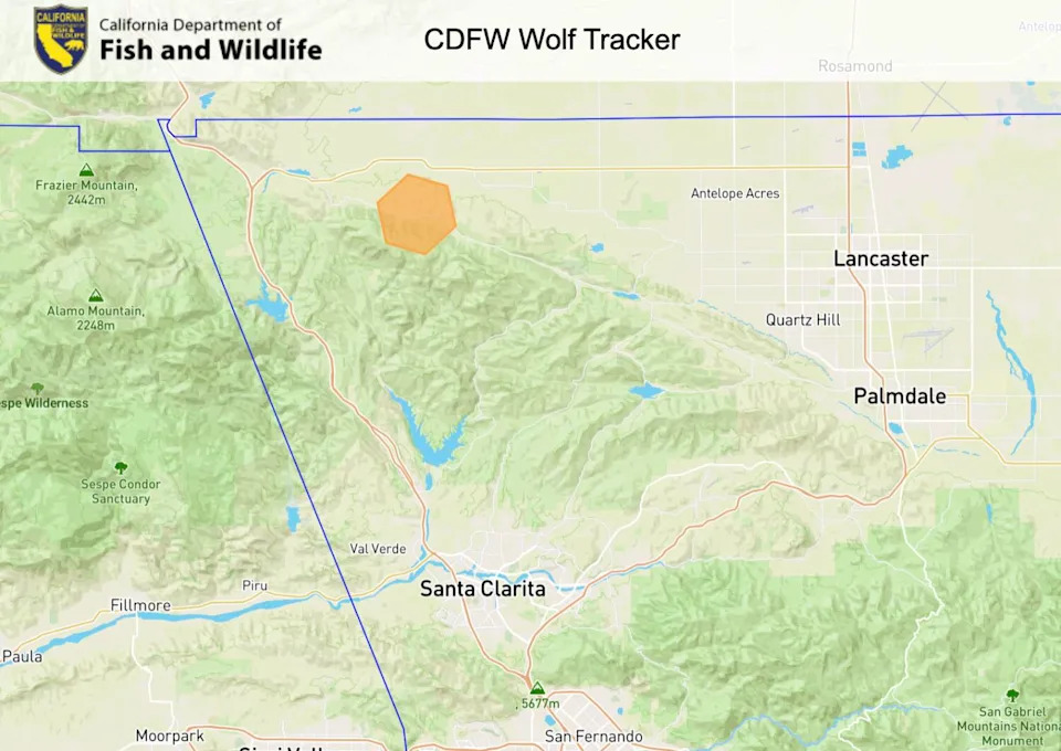 A map providing the last known location of satellite collared wolves within California.