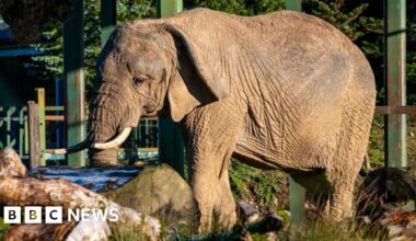 Scotland's only African elephant dies aged 54 - BBC
