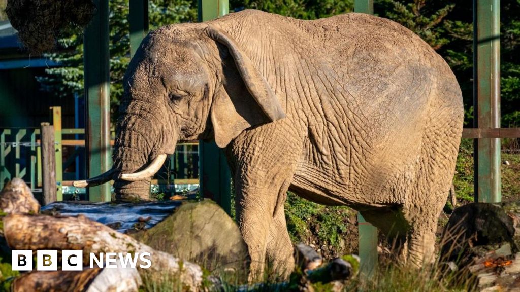Scotland's only African elephant dies aged 54 - BBC
