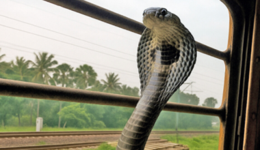 Snakes on a train: How king cobras are spreading across India thanks to world’s busiest railway network