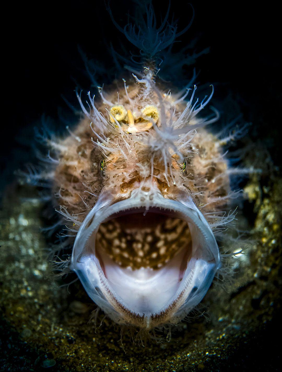 A hairy frogfish in the waters of Lembeh Strait, Indonesia. The fish has its mouth wide open.