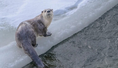 Yahoo lifestyle home