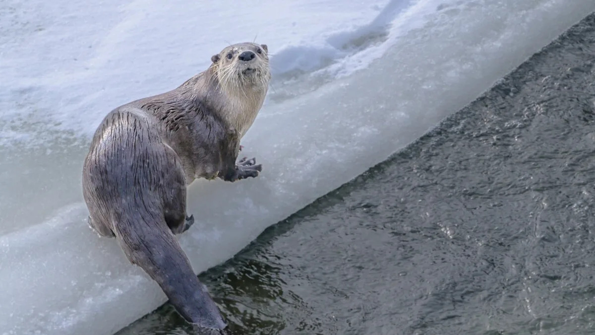 Yahoo lifestyle home