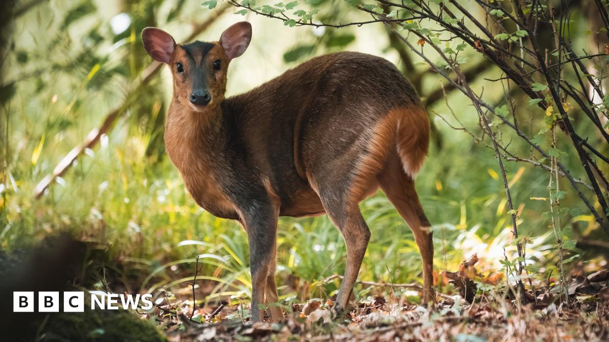 A fossil of part of a crinoid that resembles a row of teeth. The markings form a curved shape with pale, tooth‑like segments set against the darker surface of the fossil. The fossil rests on another rock in the foreground.
