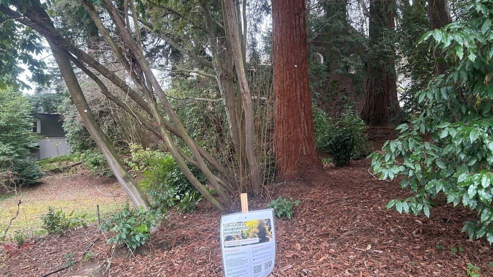 Another look at the property where a proposed tree removal has caused an uproar among neighbors. (Photo: KOMO News){p}{/p}
