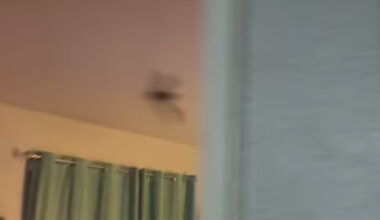 A Clear Lake woman is fed up with bats at her apartment complex, but says where she recently saw one was the final straw