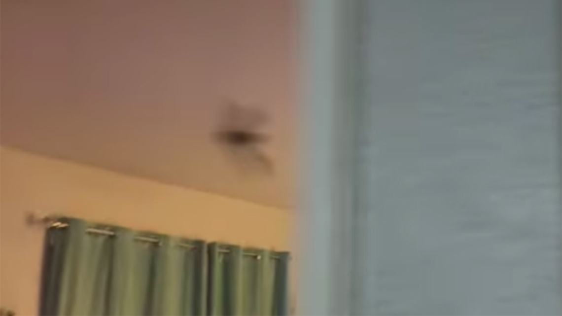 A Clear Lake woman is fed up with bats at her apartment complex, but says where she recently saw one was the final straw