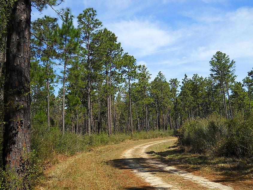 De Soto National Forest, Stone County, Mississippi. 