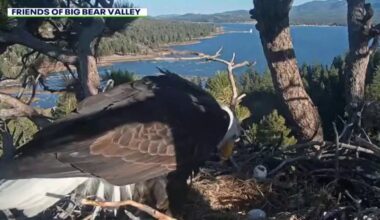 Big Bear bald eagles Jackie and Shadow lose both eggs after raven attack