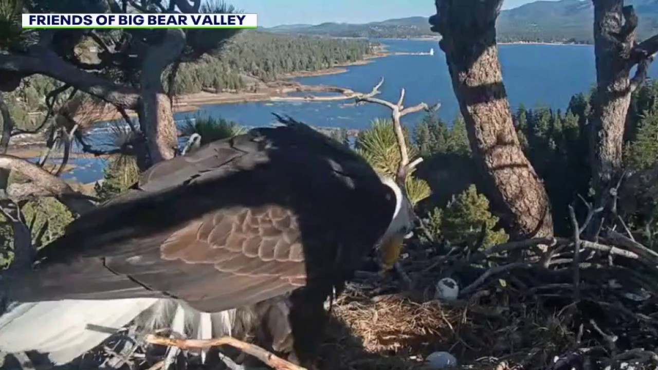 Big Bear bald eagles Jackie and Shadow lose both eggs after raven attack