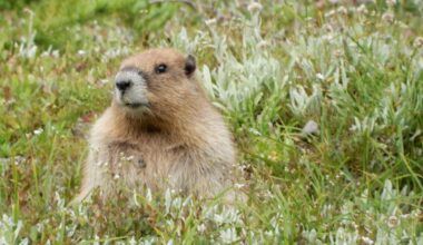 Olympic marmot under consideration for endangered species status