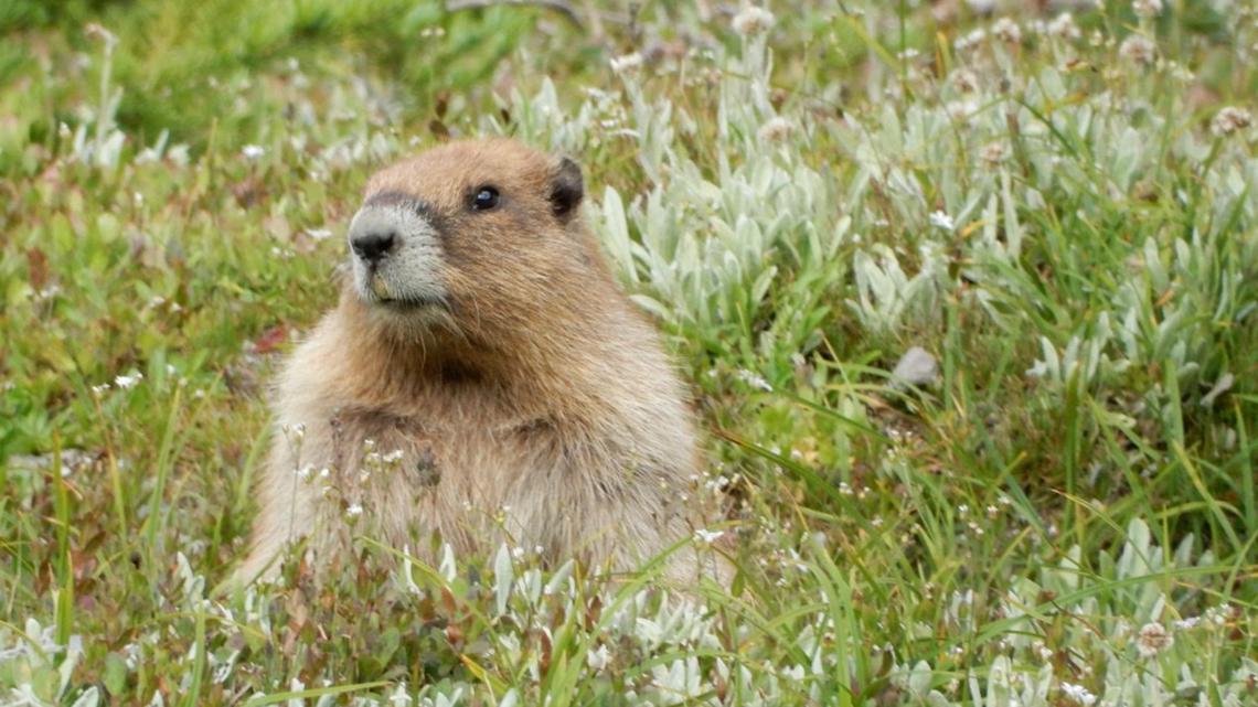 Olympic marmot under consideration for endangered species status