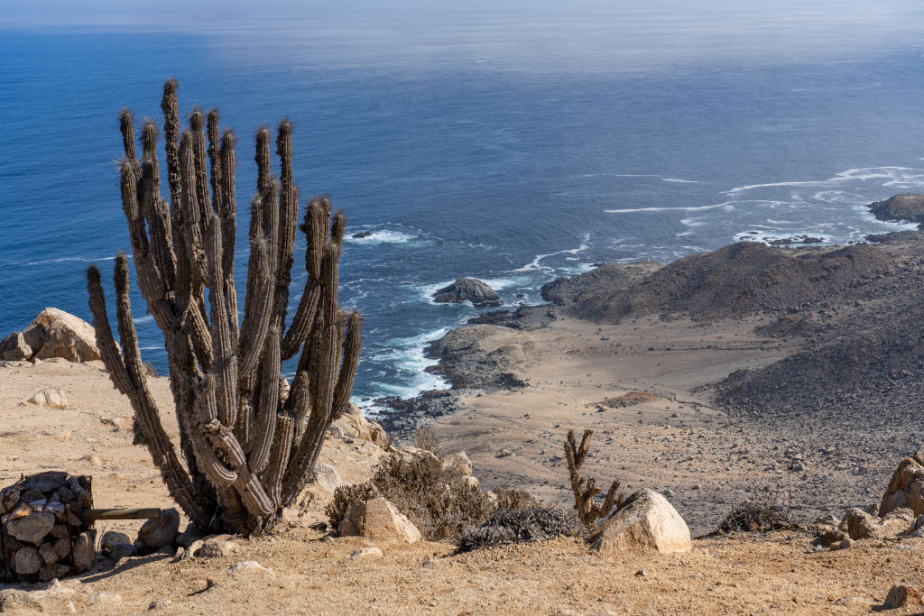 A large cactus sits on a barren bluff overlooking a dark blue ocean and sandy beach