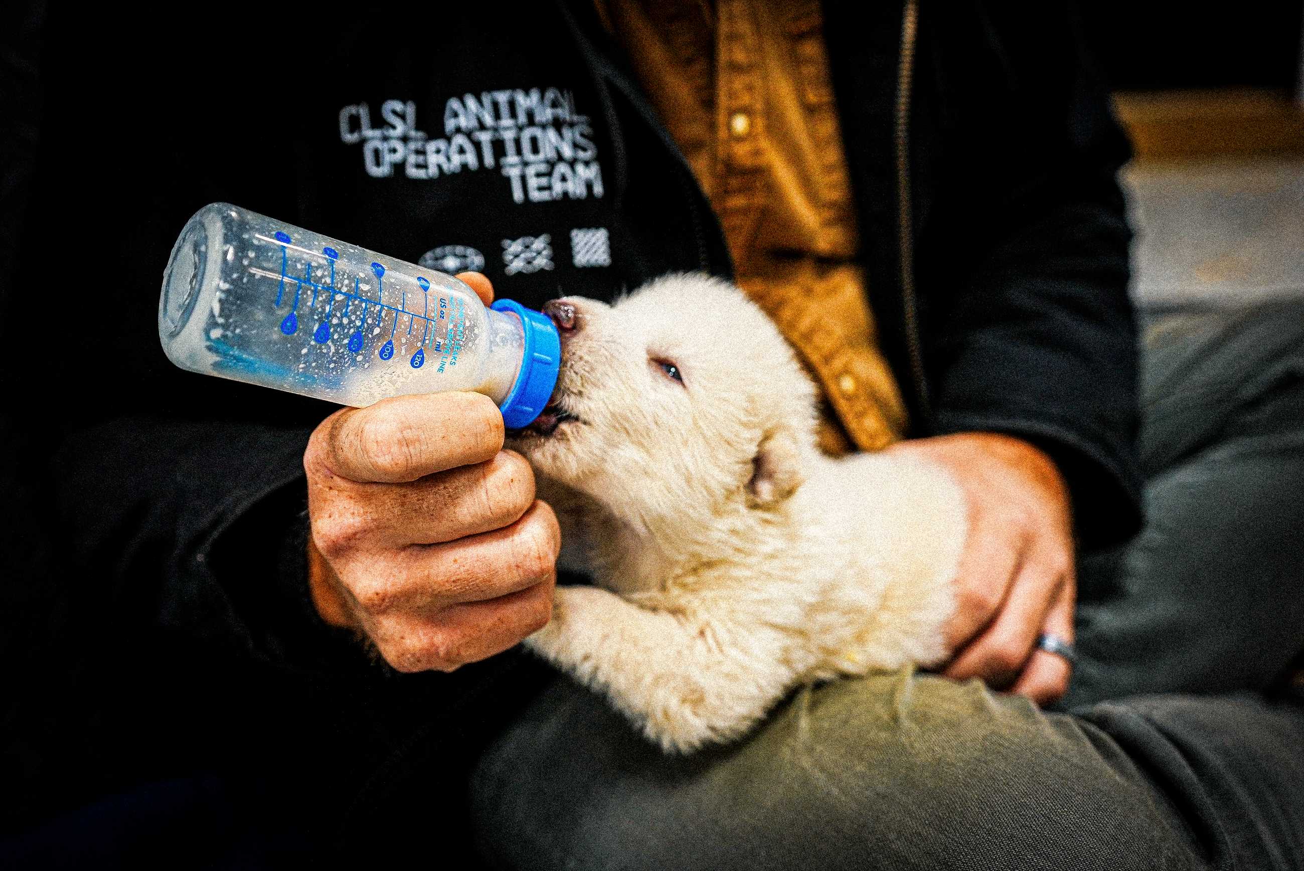 Dire Wolf Pups 15 Days Old Colossal Biosciences Feeding