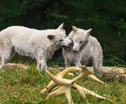 Dire Wolves Romulus Remus First Birthday