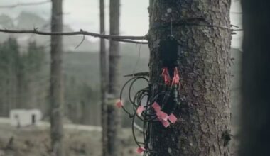 The scientists attached electrodes and sensors to the trees to monitor their electrical activity.