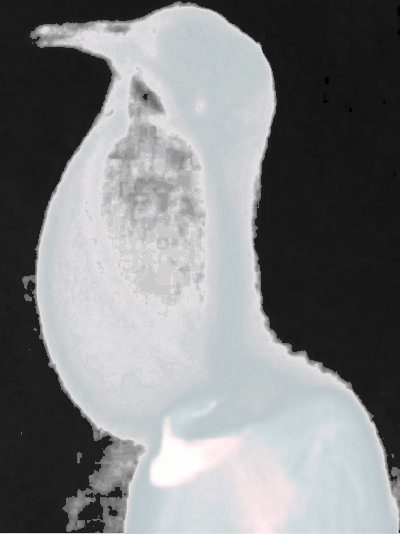 X-ray image of a ring dove