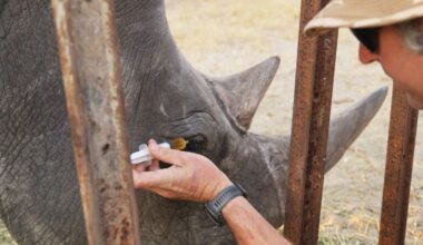 Diseased Rhino Recovers After Florida Zoo Team Surprise Locals with Pioneering Veterinary Tactics