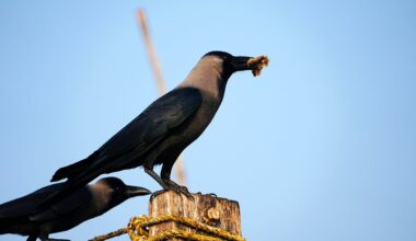 Over 1,000 Crows Dead in Chennai, Statewide Surveillance Intensified