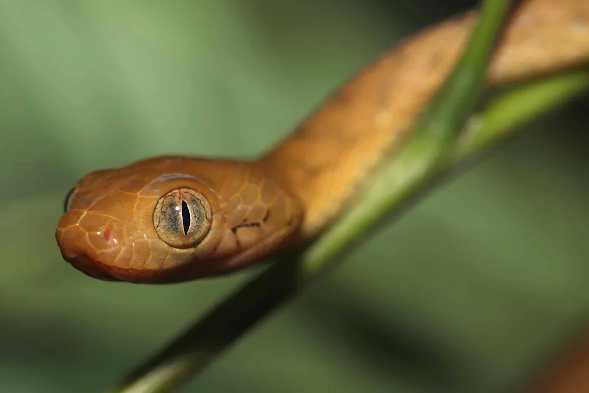 Elusive Invader: Guam’s Brown Tree Snake Problem
