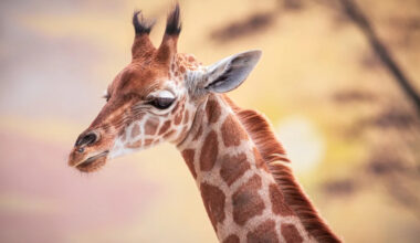 Yahoo lifestyle home