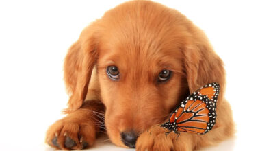 Yahoo lifestyle home