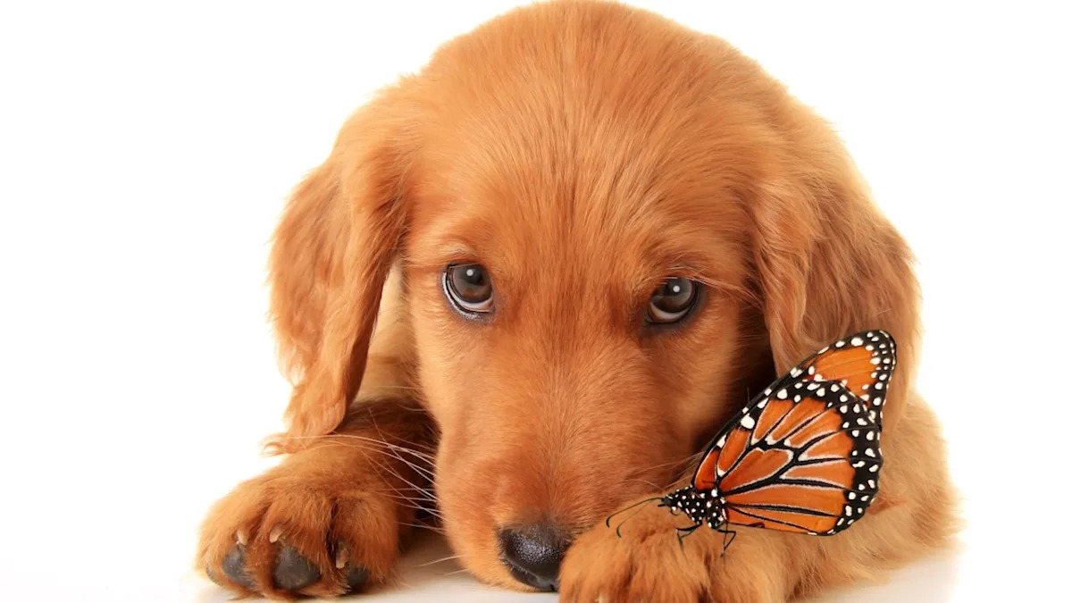 Yahoo lifestyle home